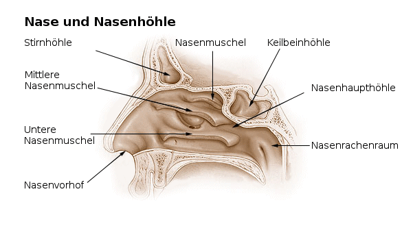 Nase und Nasenhöhle